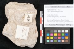 Foto (Detailansicht) von Fagus ulmifolia Ettingshausen (NHMW-GEO-2024-0188-10138)